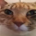 Discovery splash banner for Feline Fanatics  ("we love yumi") Discord server