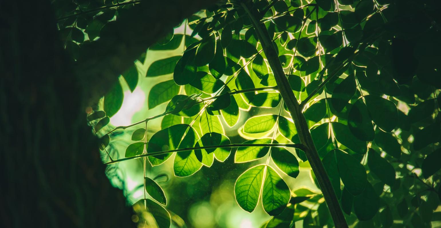 Discovery splash banner for Мастерская Джунглей • Общение • Tag WILD Discord server