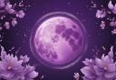 Discovery splash banner for 🌙 ᯓ Midnight Blessing ✦ ִ ֶ֢࣪⋆ Discord server