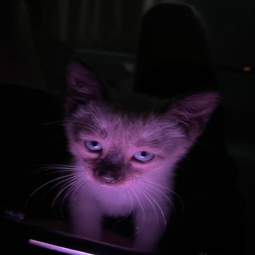 Discovery splash banner for ✩﹒˚₊ wizzyy 💜 ◝ ⟡ ꜱᴏᴄɪᴀʟ・ʜᴀɴɢᴏᴜᴛ・ᴄᴀᴛꜱ・ᴄʜɪʟʟ・ꜰᴜɴ・ꜰʀɪᴇɴᴅʟʏ・ Discord server