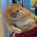 Discovery splash banner for Salmon Crews of the Caribbean Discord server