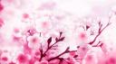 Discovery splash banner for 櫻花休閒酒吧大家庭 Discord server