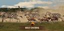 Discovery splash banner for Wild Savanna Official Server Discord server