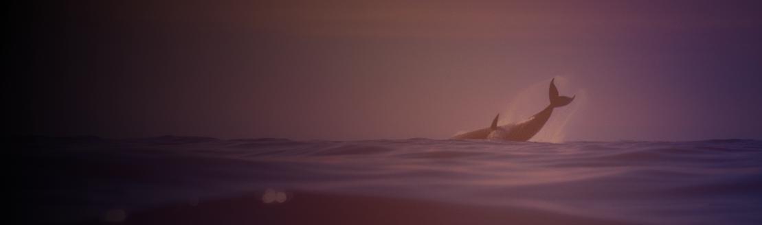 Discovery splash banner for Fish Audio Discord server