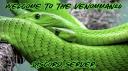 Discovery splash banner for Venomman20 🐍 Discord server