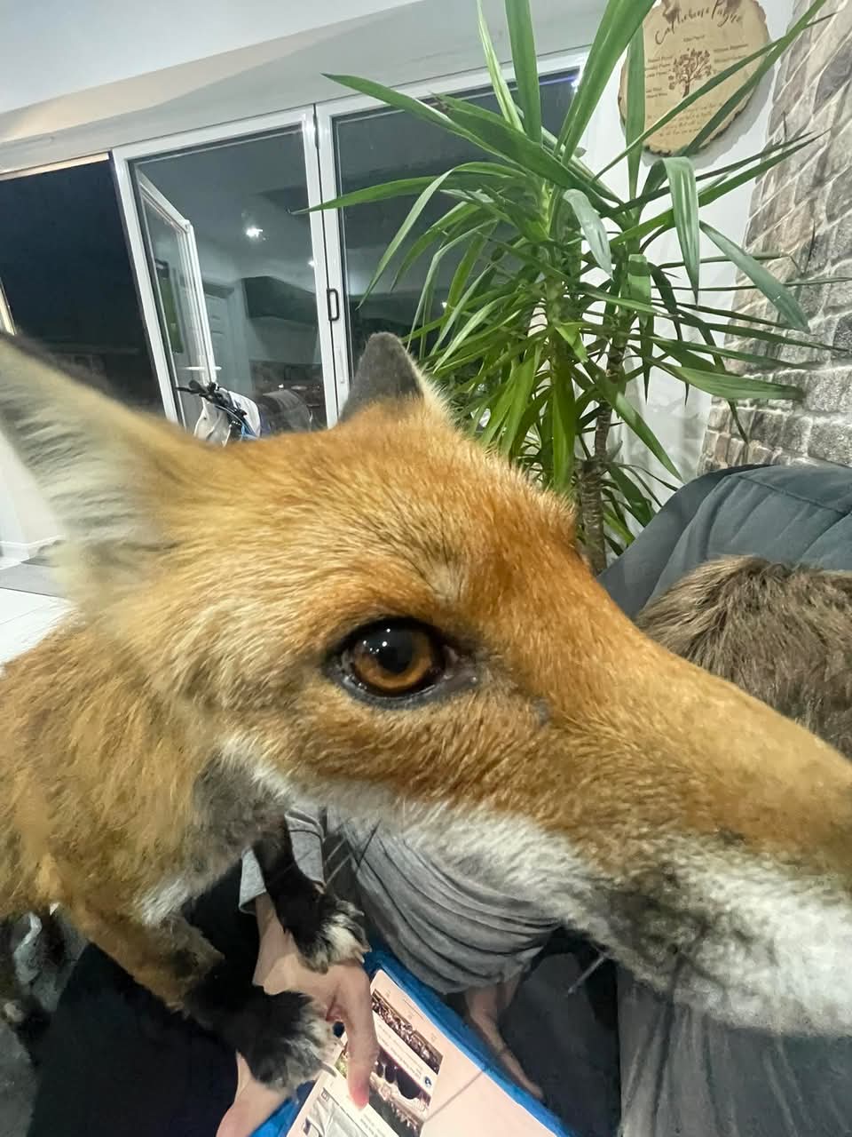 Discovery splash banner for Harold The Fox Discord server