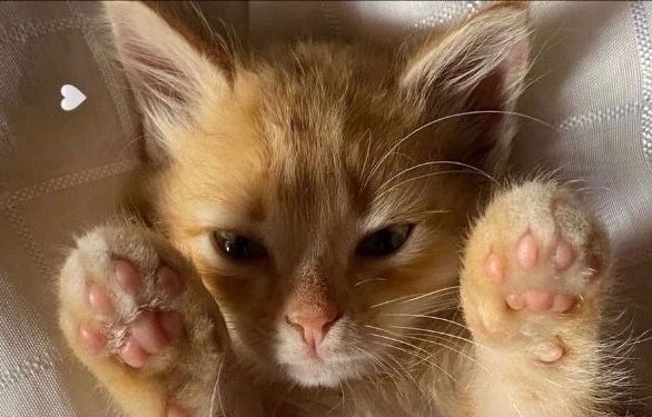 Discovery splash banner for ₍ˆ. .ˆ₎⟆ Catcore! social . giveaways . emotes . guilds Discord server