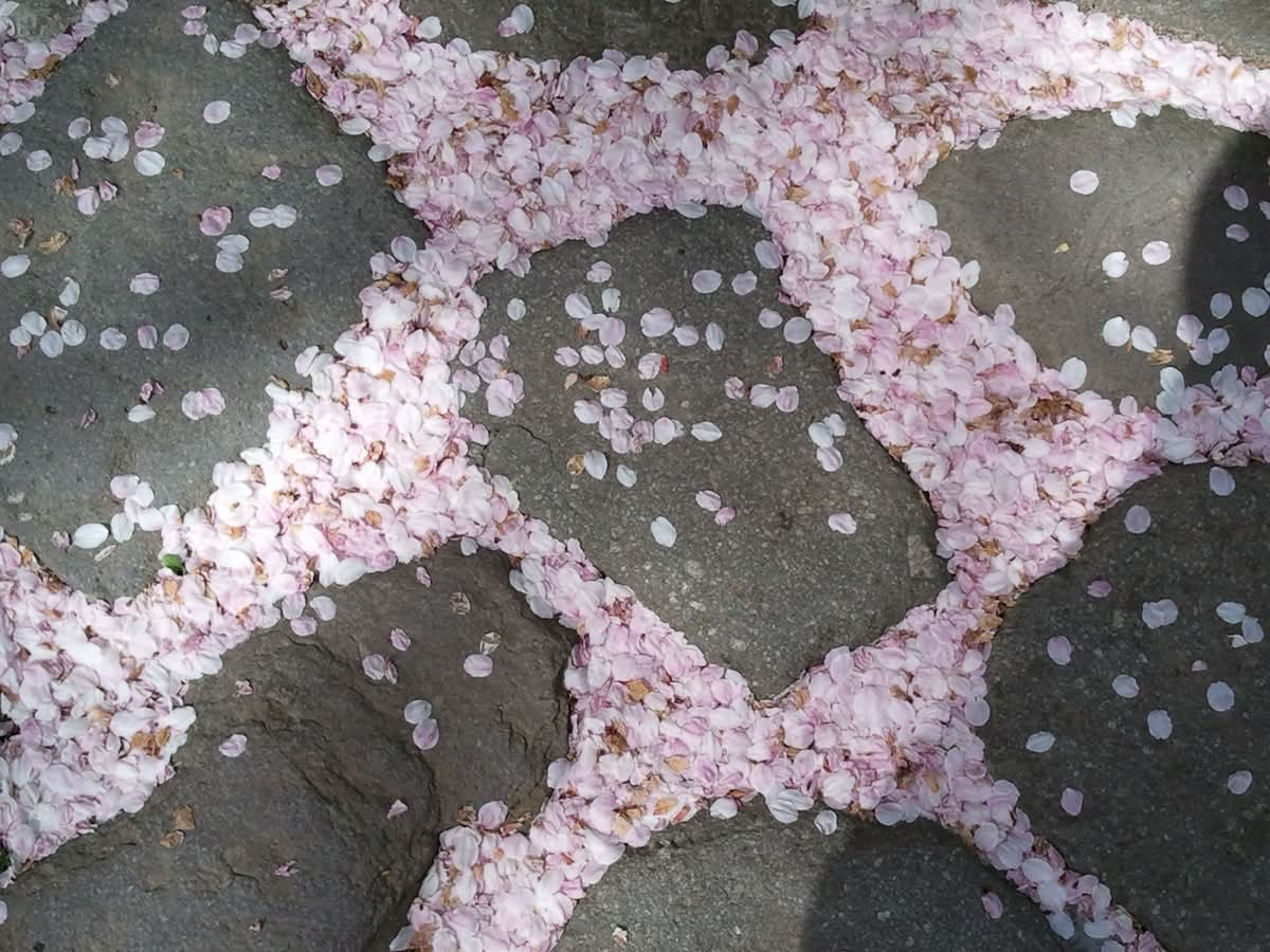 Discovery splash banner for ৎ asulα 🤍🌸 guilds ˚˖𓍢 social.giveaways.gaming.anime Discord server