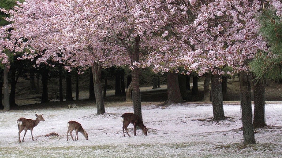 Discovery splash banner for ౨ asulα 🦌🤍 guilds ♡ social.giveaways.gaming.anime Discord server