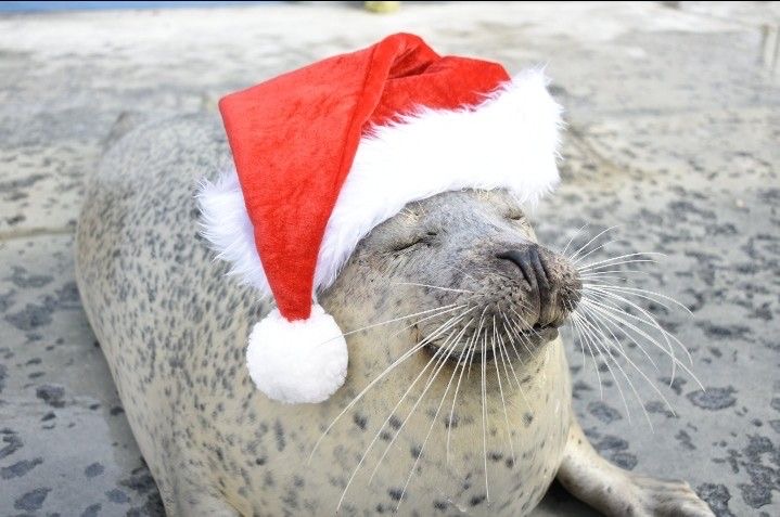 Discovery splash banner for 🦭 Silly Seals | SEAL Tag 🦭 Discord server