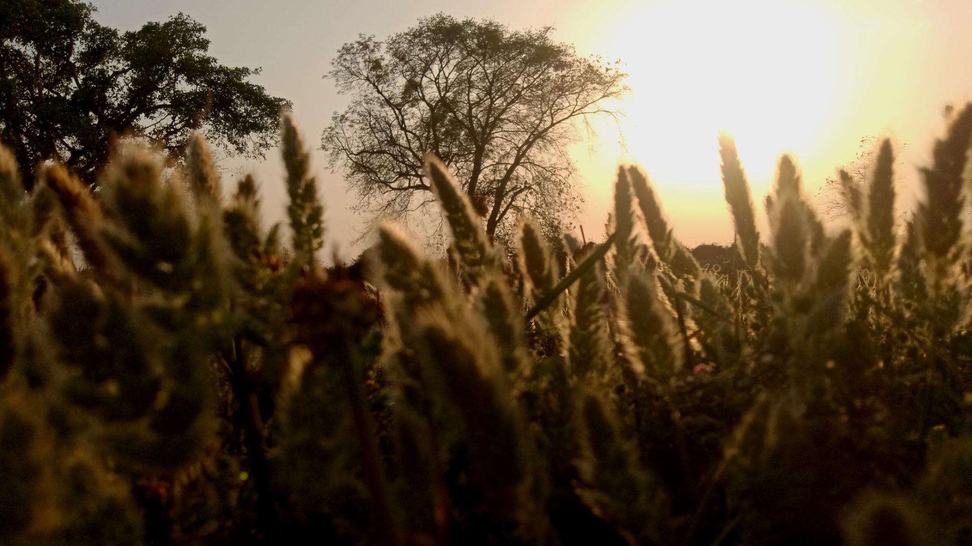 Discovery splash banner for The Nature Discord server