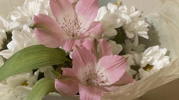 Discovery splash banner for โน ๐ท ๊ฐ Twilight ๊ฑ๐ Discord server