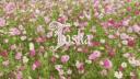 Discovery splash banner for /toska Discord server