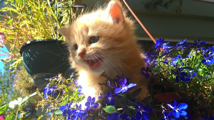 Discovery splash banner for BrewCafe! International Server・Study - Gaming - Tech Discord server