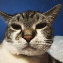 Discovery splash banner for YO Empire Discord server