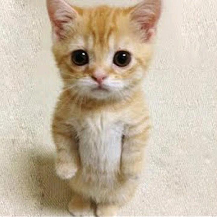 Discovery splash banner for STEAL A BRAINROT (ESPAÑA) Discord server