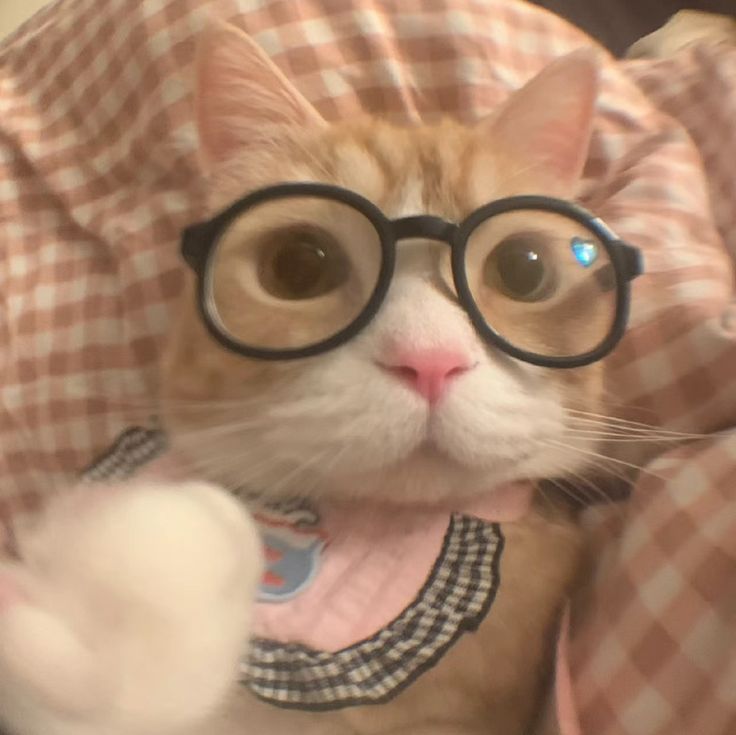 Discovery splash banner for Kittycord ! đ°ă»Safe Space ă» Catsă» Emojisă»Stickersă»LGBTQă»Socială»Events Discord server