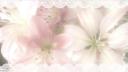 Discovery splash banner for ׅ ꒰ ࣪ bli𝓈sies d𝓉i ̣̣̥𓈒ִ݁ Discord server