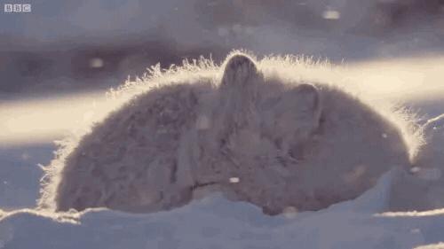 Discovery splash banner for ᴄʜɪᴘᴢ's ᴄᴏᴍᴍᴜɴɪᴛʏ Discord server