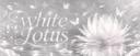 Discovery splash banner for White Lotus Discord server