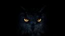 Discovery splash banner for owL | Black Owls Community Discord server