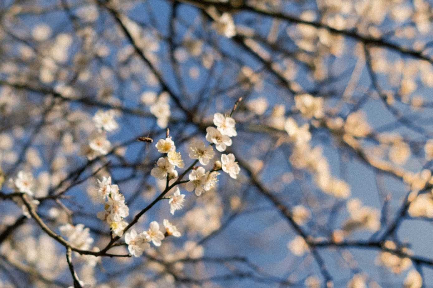 Discovery splash banner for Blossom | VC - Chill - Social - Relax Discord server