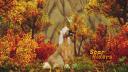 Discovery splash banner for Star Stable Online - Star Riders Discord server