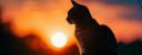 Discovery splash banner for Catastic Discord server