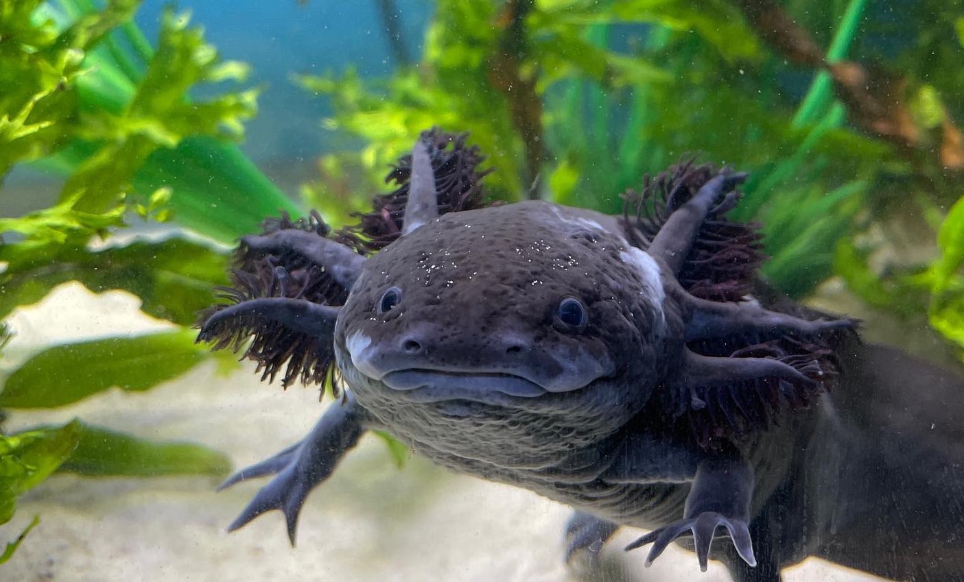 Axolotl Central Discord Servers axolotl-central-discord-servers