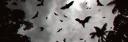 Discovery splash banner for Haunted Asylum | India Discord server