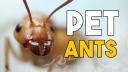Discovery splash banner for Ender Ants’ Fellow Ant Keepers Discord server