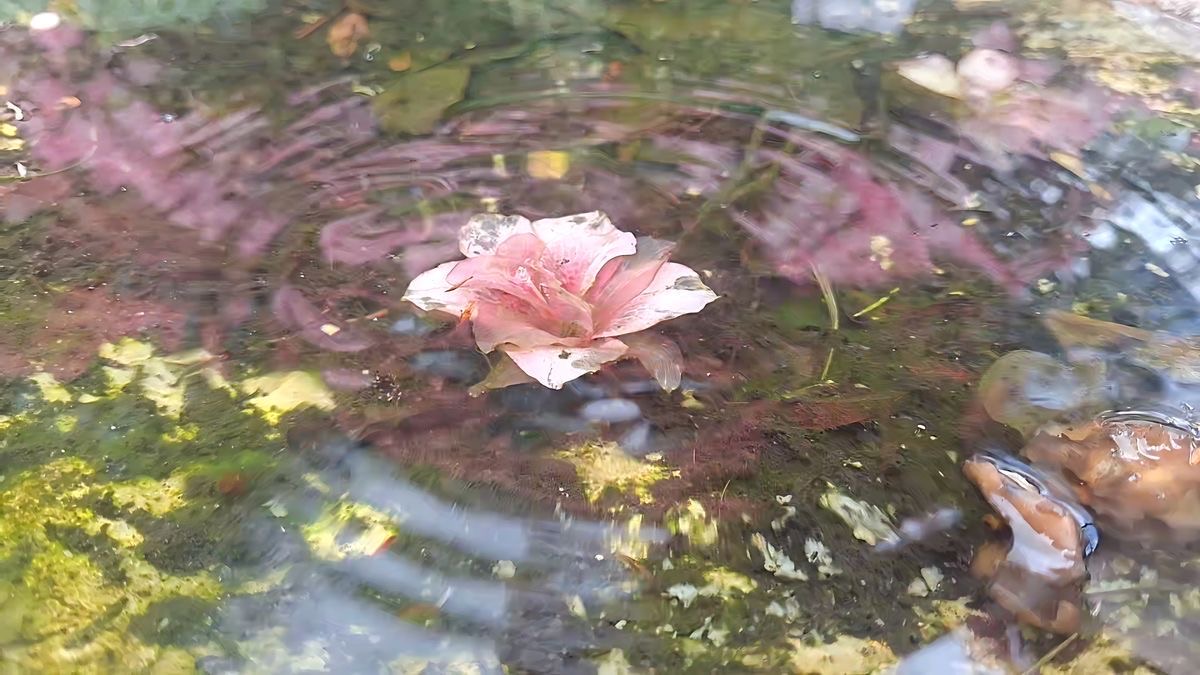 Discovery splash banner for @ call me Discord server