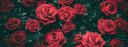 Discovery splash banner for Roz Sorkh 🌹 Discord server