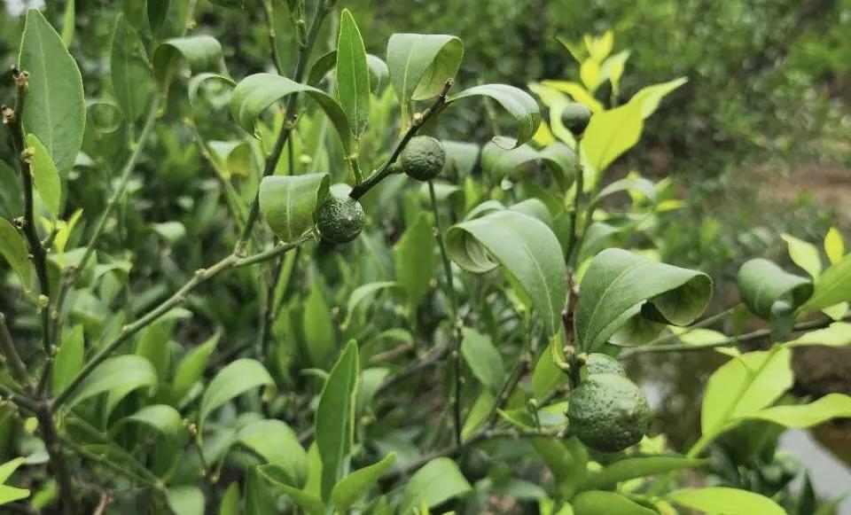 Discovery splash banner for Jesse's Teahouse Discord Discord server