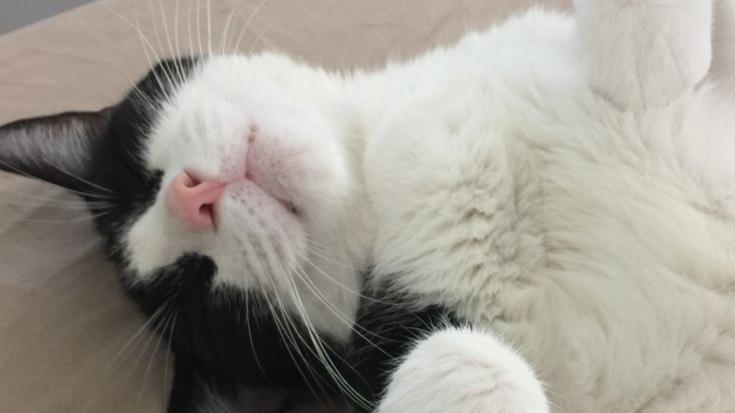 Discovery splash banner for Chillied Discord server