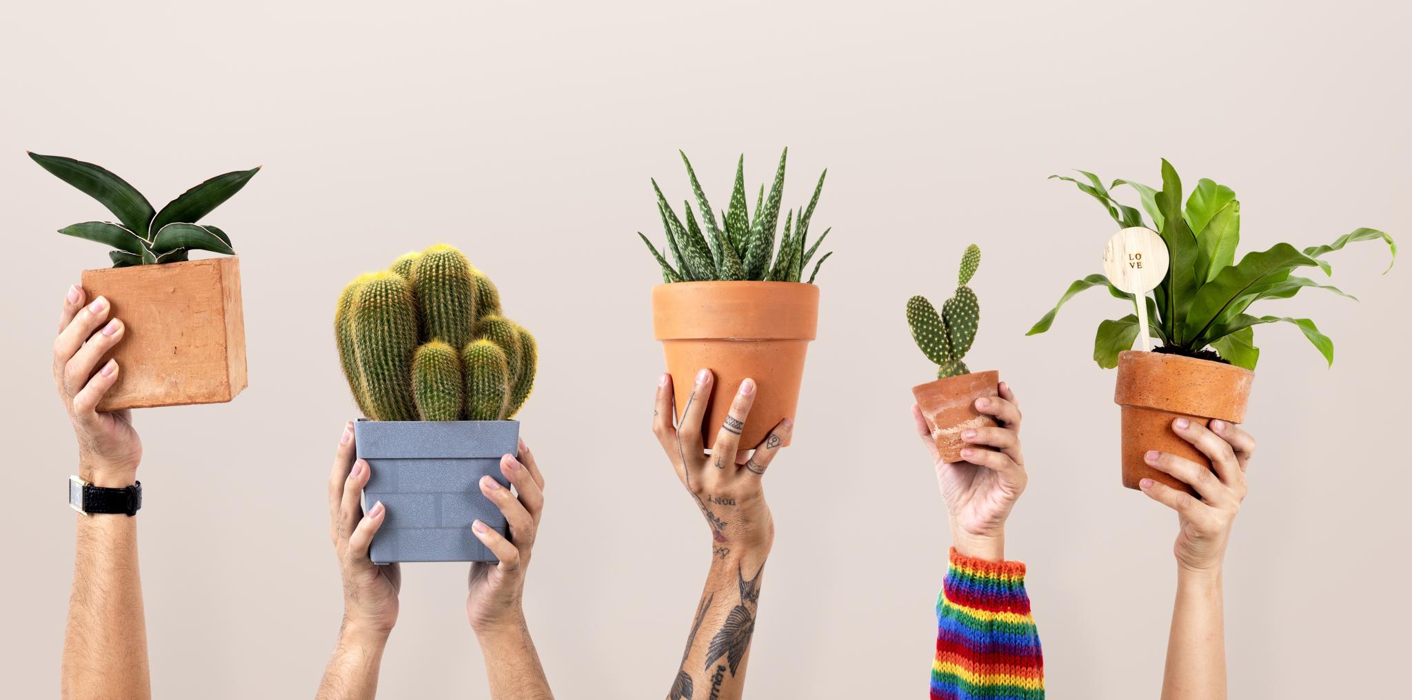 Discovery splash banner for Plants / Houseplants / Gardening • Ploi Discord server