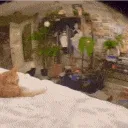 CatSus