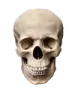skull