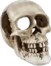 skullrealforgor
