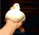 7823_duckyswimminginair
