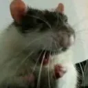 rat_scream rat_scream