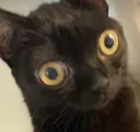 jinx_confuse jinx_confuse