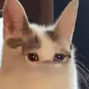 popcat_sad