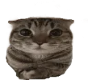 cate