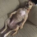 chillingdog