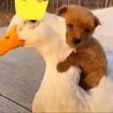HugTheGoose
