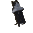 9954breakdancingcat