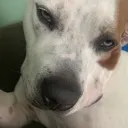 doge Discord Emoji