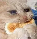 cryingcat