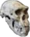 skull Discord emoji